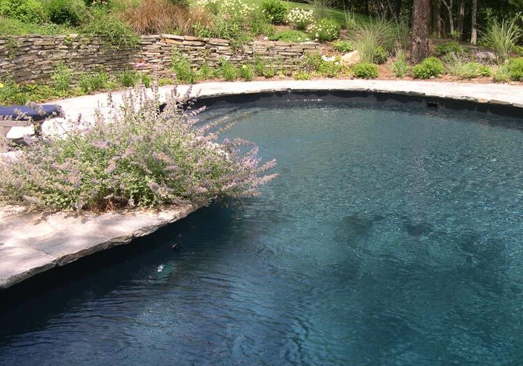 Backyard pool with surrounding greenery